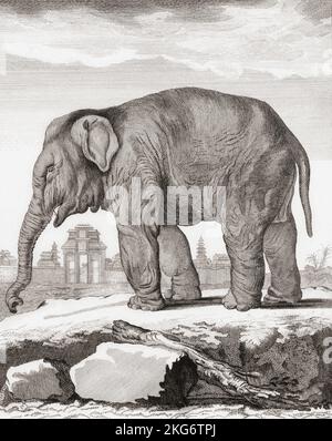 Elefante femmina. Dopo una stampa di fine '18th dal Barent de Bakker da un disegno di De Seve. Foto Stock