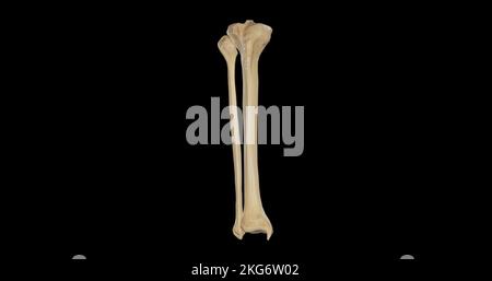 Vista anteriore delle ossa della gamba destra Foto Stock