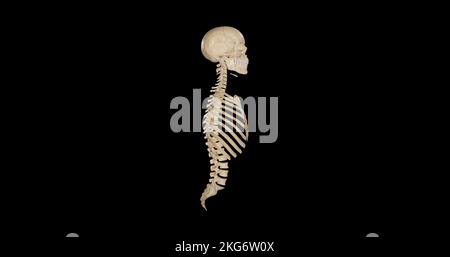 Anatomia dello scheletro assiale - Vista laterale Foto Stock
