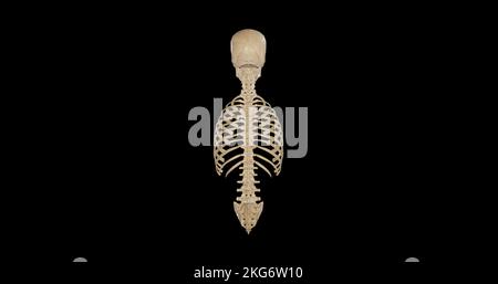 Anatomia dello scheletro assiale - Vista posteriore Foto Stock