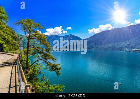 Pini vicino chiaro trasparente azzurro lago di Thun, Thunersee, Berna, Svizzera Foto Stock