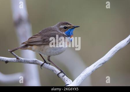 Blaukehlchen, Rotsterniges Blaukehlchen, Männchen, Luscinia svecica, Cyanecula svecica, Cyanosilvia svecica, Luscinia svecica svecica, Cyanosilvia sve Foto Stock