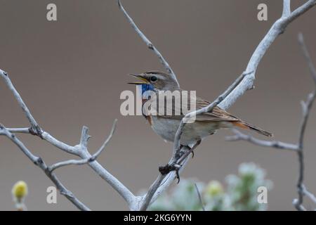 Blaukehlchen, Rotsterniges Blaukehlchen, Männchen, singend, Luscinia svecica, Cyanecula svecica, Cyanosilvia svecica, Luscinia svecica svecica, Cyanos Foto Stock