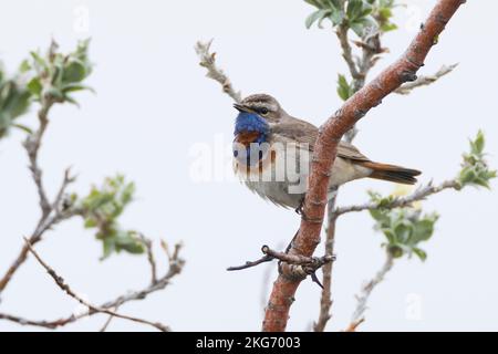 Blaukehlchen, Rotsterniges Blaukehlchen, Männchen, Luscinia svecica, Cyanecula svecica, Cyanosilvia svecica, Luscinia svecica svecica, Cyanosilvia sve Foto Stock