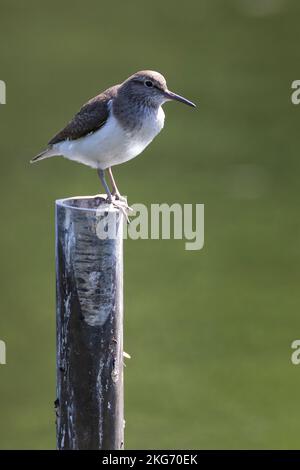 Flussuferläufer, Fluss-Uferläufer, Fluß-Uferläufer, Flußuferläufer, Uferläufer, Actis hypoleucos, Sandpiper comune, le Chevalier guignette Foto Stock