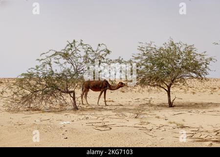 Cammello nel deserto mangiare foglie dall'albero. Animali selvatici nel loro habitat naturale. Paesaggi selvaggi e aridi. Viaggi e turismo. Foto Stock