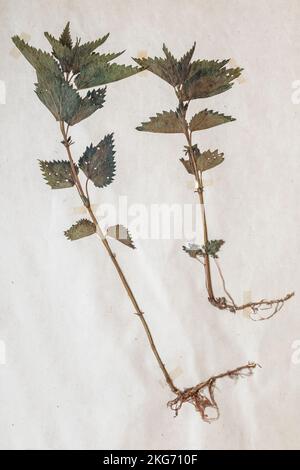 Erbario, foglio di carta con una pianta pressata Urtica dioica - ortica comune Foto Stock