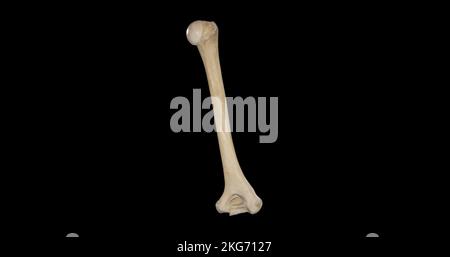 Vista posteriore dell'omero destro Foto Stock