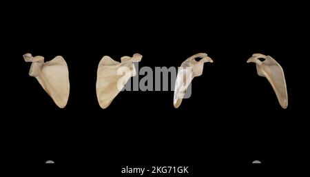 Scapula destra: Viste multiple Foto Stock