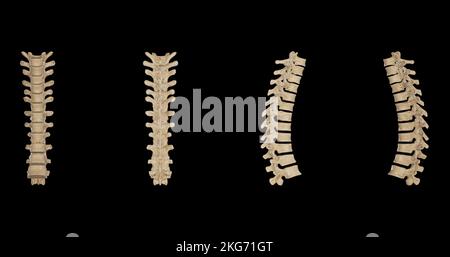 Vertebre toraciche: Viste multiple Foto Stock