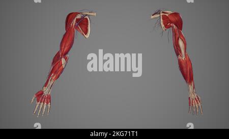 Muscolatura e vasi anatomia dell'arto superiore viste multiple Foto Stock