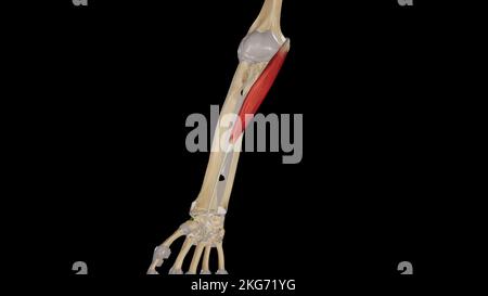 Flexor Carpi Radialis muscolo Foto Stock