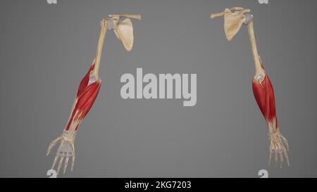 Muscoli della vista anteriore e posteriore dell'avambraccio Foto Stock
