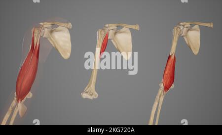 Muscoli anteriori del braccio Foto Stock