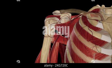 Arteria ascellare Foto Stock