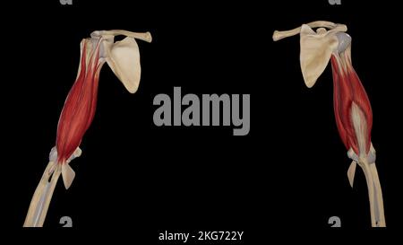 Muscoli della parte superiore del braccio Foto Stock