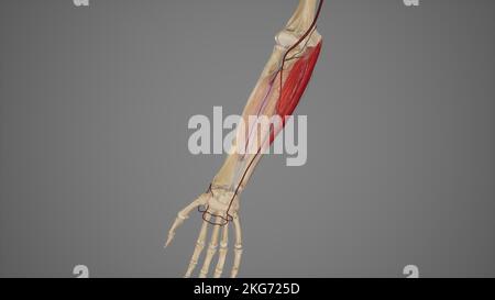I principali rami di Ulnar Artery Foto Stock