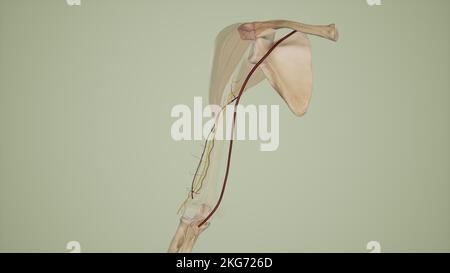 Arteria brachiale profonda Foto Stock