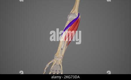 Muscoli dell'avambraccio-pronatore Teres Illustrazione Foto Stock