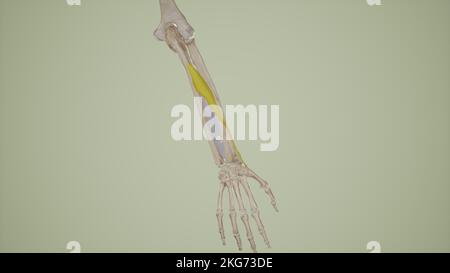 Abductor Pollicis Longus Foto Stock