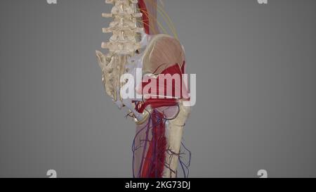 Arterie della regione glutea Foto Stock