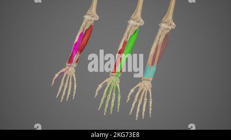 Muscoli profondi flessibili degli individui dell'avambraccio Foto Stock