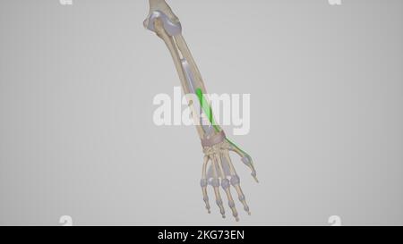 Estensore Pollicis Brevis Foto Stock