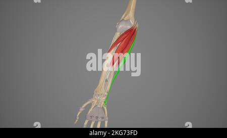 Muscoli dell'avambraccio-Flexor Carpi Ulnaris Foto Stock