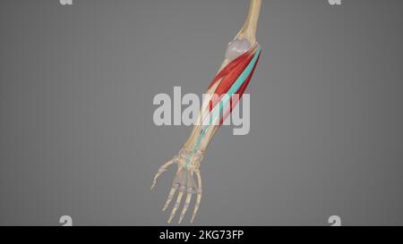 Muscoli dell'avambraccio-Palmaris Longus Illustrazione Foto Stock