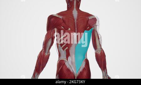 Illustrazione medica di Latissimus Dorsi Foto Stock