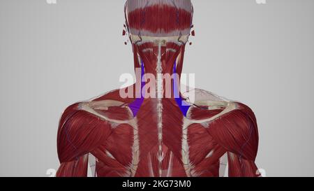 Illustrazione medica delle scapole del livatore Foto Stock