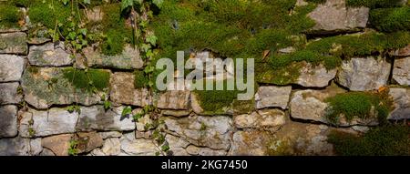 Ampio panorama di vecchie pareti in pietra naturale ricoperte di muschio verde e edera per lo sfondo naturale Foto Stock