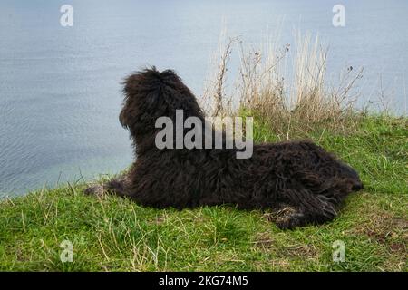 Goldenddle si trova sulla scogliera di fronte al mare in Danimarca. Vista del Kattegatt. Cappotto riccio nero. Foto animale del cane Foto Stock