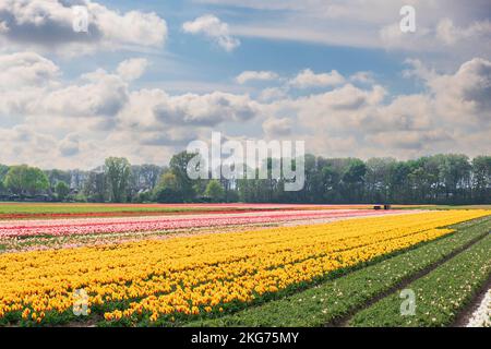 Alcuni bellissimi fiori crescono all'inizio della primavera in una fattoria nei Paesi Bassi Foto Stock