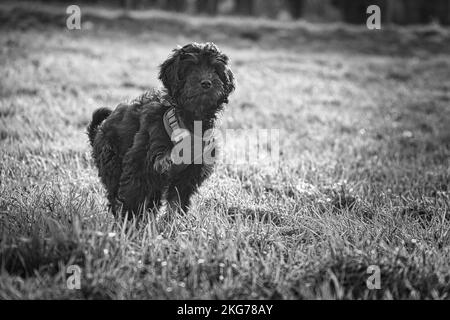 Cucciolo di Goldendle in bianco nero preso, in piedi su un prato. Guarda gli inviti a giocare. Cappotto riccio nero. Cane di famiglia che non capanna. Foto animale di Foto Stock