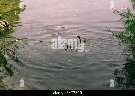 Un bel colpo di anatroccoli neri che nuotano in uno stagno, con un maschio d'anatra mallard (Anas platyrhynchos) Foto Stock