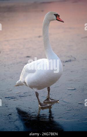 Un cigno bianco scivola con grazia su un lago ghiacciato al tramonto, creando un tranquillo paesaggio invernale che cattura la bellezza della natura e della tranquillità Foto Stock