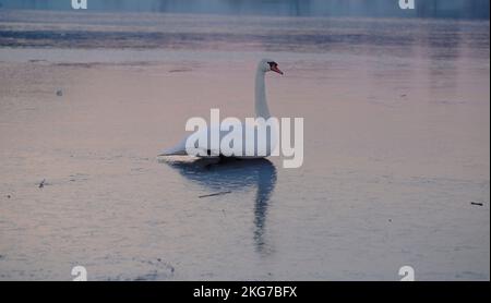 un cigno bianco su un lago ghiacciato al tramonto. Paesaggi invernali. Inverno e animali. Laghi ghiacciati. sul ghiaccio. Gronau, Germania Foto Stock