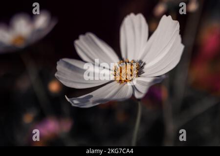 Primo piano di Sonata White o Cosmos Bipinnatus in fiore su uno sfondo sfocato scuro. Macro fotografia floreale in toni moody Foto Stock