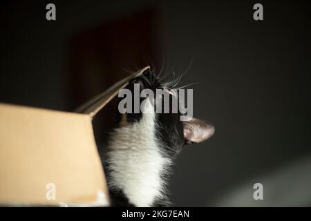 Gatto e scatola. Animali domestici a casa. Cat ama la scatola di cartone. Animali domestici al mattino. Lana nera. Foto Stock