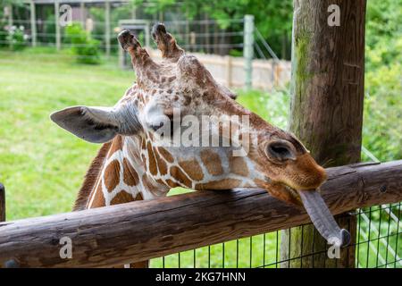 Una giraffa reticolare stacca la sua lunga lingua come coetanei sopra la recinzione presso lo zoo per bambini di Fort Wayne, Indiana, USA. Foto Stock