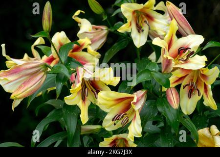 Lilies di tromba orientale, Lilium 'Lavon', Lily di Orientet, Bloom, Lilies, Fiori, giglio, orientale, giglio d'albero Foto Stock