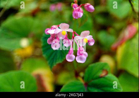 Fiore rosa capi Foto Stock