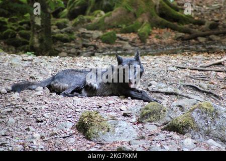 Il lupo nero canadese che riposa a terra. Foto Stock