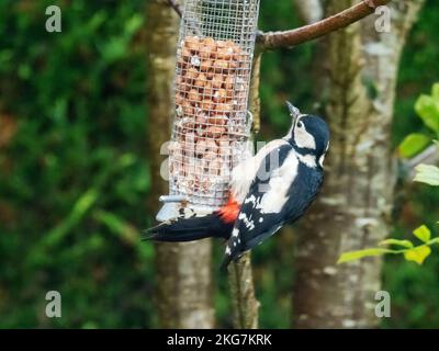 Una grande picchio punteggiato femmina, Dendrocopus Major, su un alimentatore di uccelli da giardino, Ambleside, Lake District, UK. Foto Stock