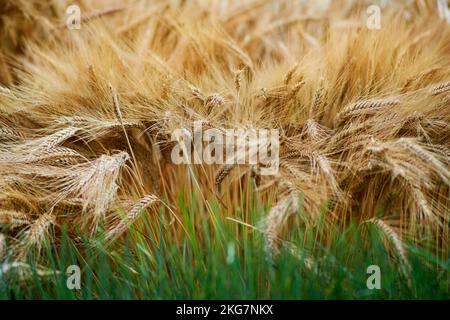 Spighe mature di grano su gambi asciutti prima della raccolta e germogli verdi di grani germogliati, primo piano Foto Stock