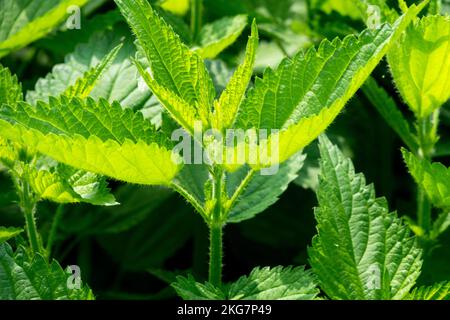 Foglie di ortica pungente illuminata dal sole, Urtica dioica stinger Foto Stock