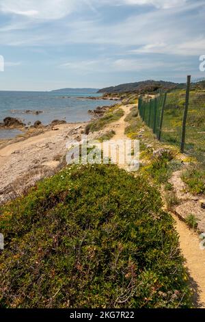 Sentiero costiero di Saint-Tropez fiancheggiato da fiori con vista sul mare tra le spiagge di Moutte e Salins Foto Stock