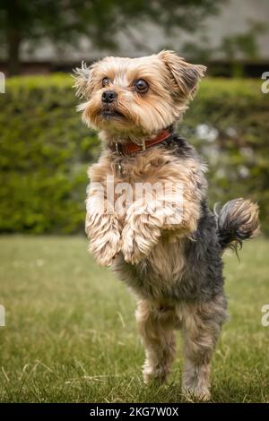 Yorkshire Terrier in piedi alto sulle gambe posteriori in un campo Foto Stock