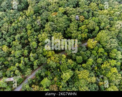 Foto aerea di una foresta di querce e di una strada Foto Stock